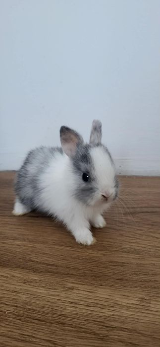 Kroliczki piękne ubarwienie , krolik lwi