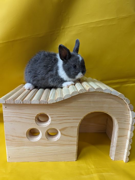 Кролик карликовий