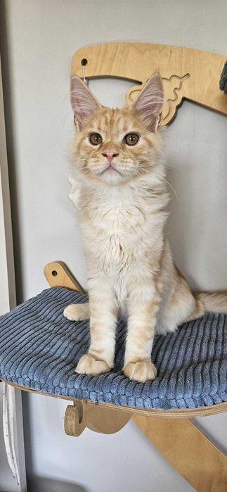 Kocurek  Lemon Maine Coon