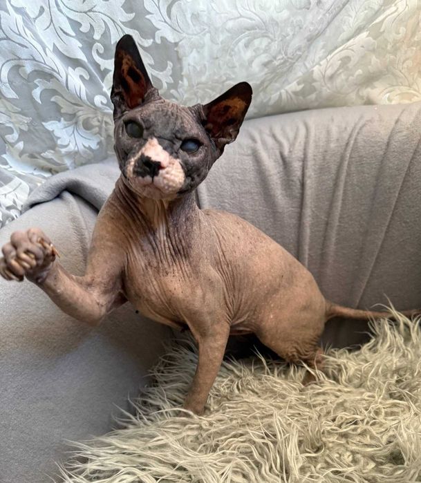 Чарівний котик Лесик, породи сфінкс, чекає на найлюблячих батьків!