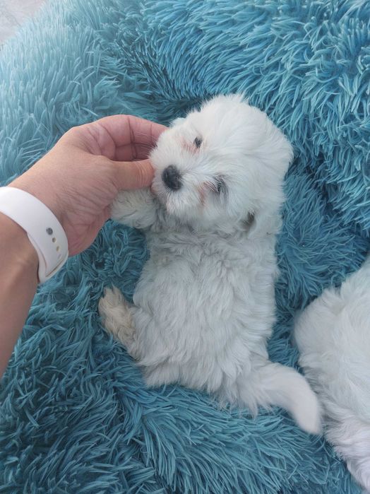 Bichon Maltês. Mini Puro. Pronto para Entrega