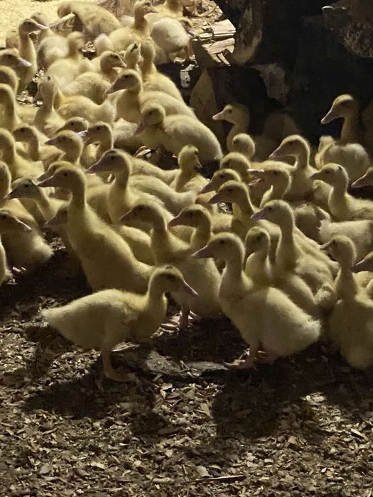 Курчата під замовлення