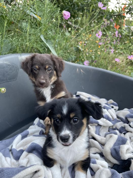 Віддам безкоштовно щенят