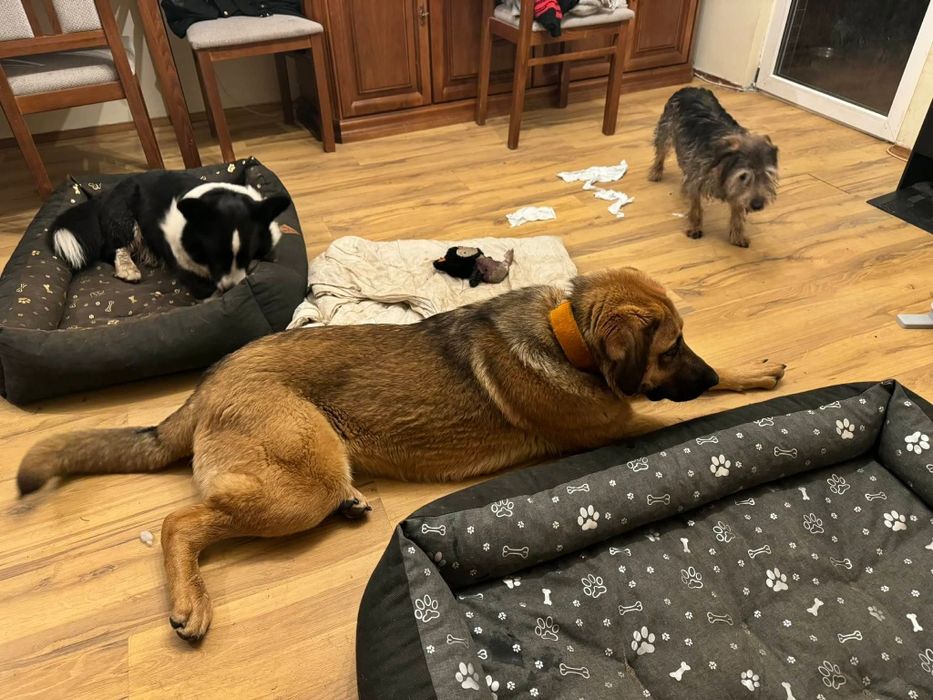 Mloda suczka do adopcji