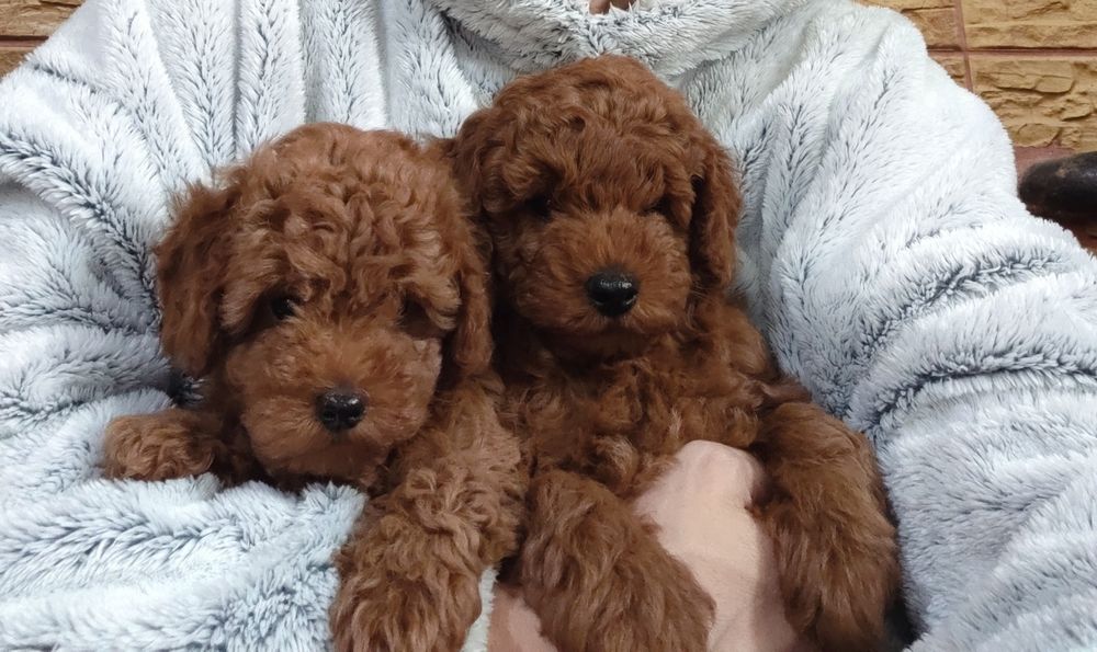 Той пуделяшкі очаровашкі.