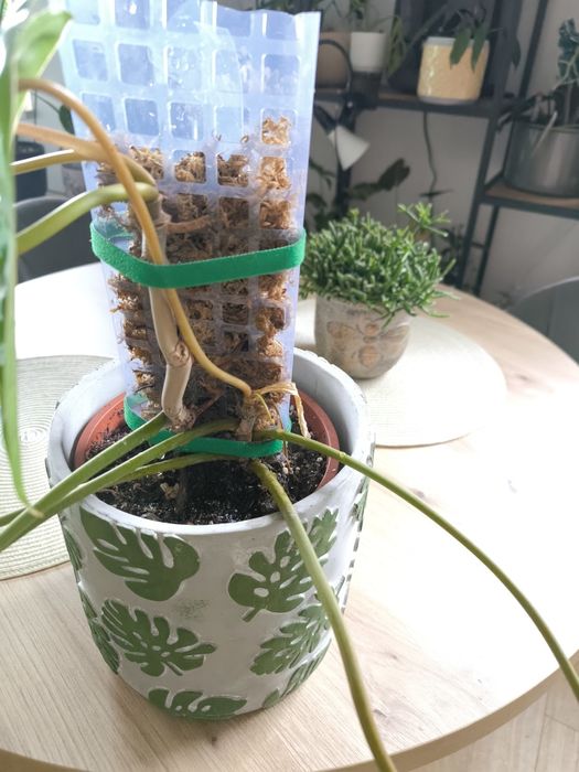Philodendron Billietiae 2 sadzonki w paliku z mchem