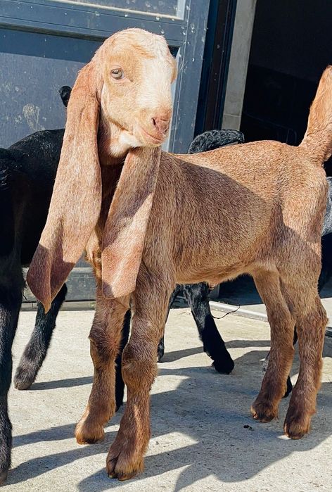 Каморі 75% та 50% кози тільки стадо