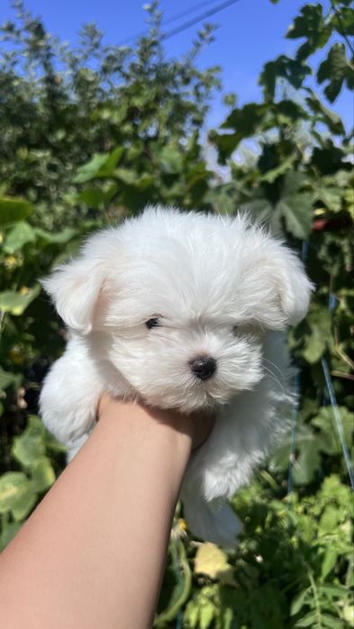 Продам щенка мальтийской болонки