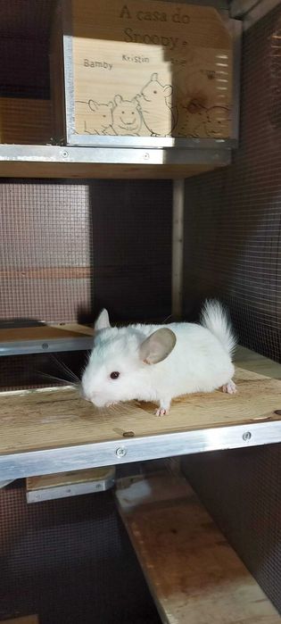 Animal de estimação
