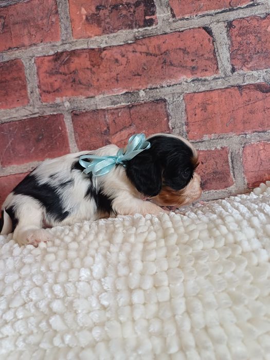 Cavalier King Charles Spaniel piesek tricolor