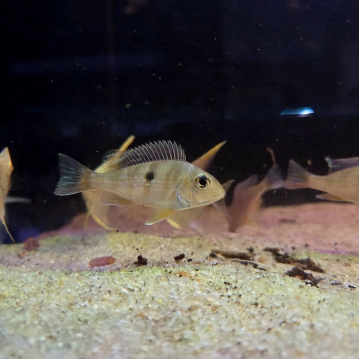 Ziemiojad Orange head tapajos