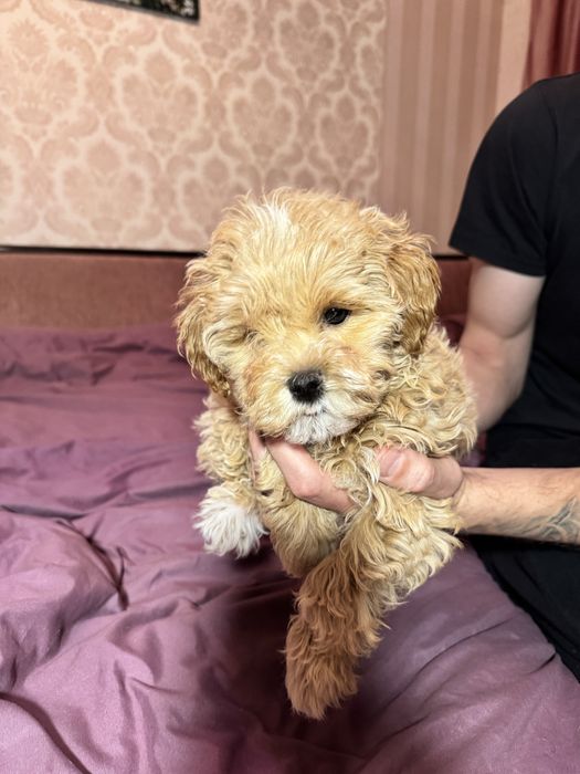 Чарівний хлопчик мальтіпу F-1