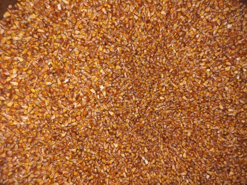 Продам кукурудза кукуруза після комбайна 2 тонни