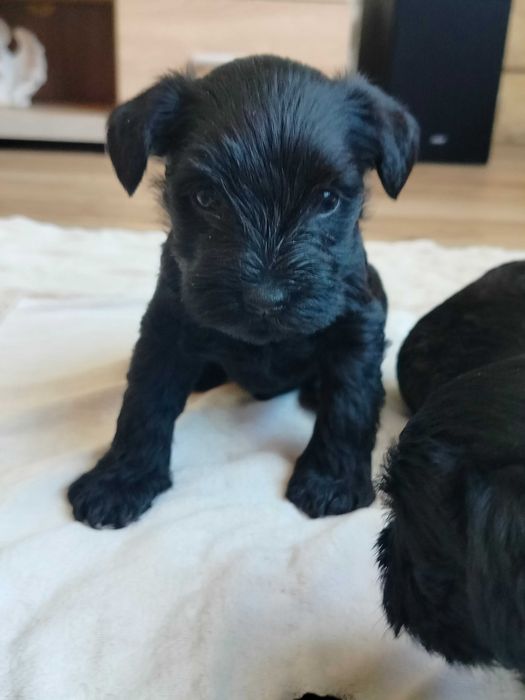 Sznaucer Miniaturowy