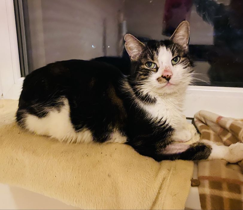 Kotka Wróżka szuka domu!