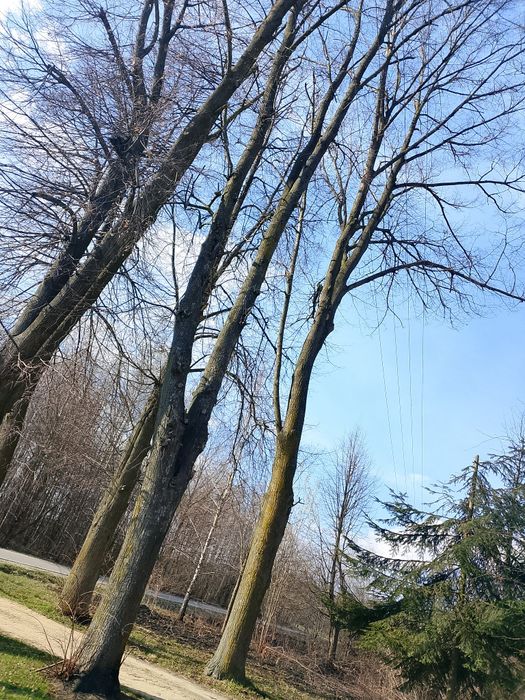 Sprzedam lipy 11szt na pniu.