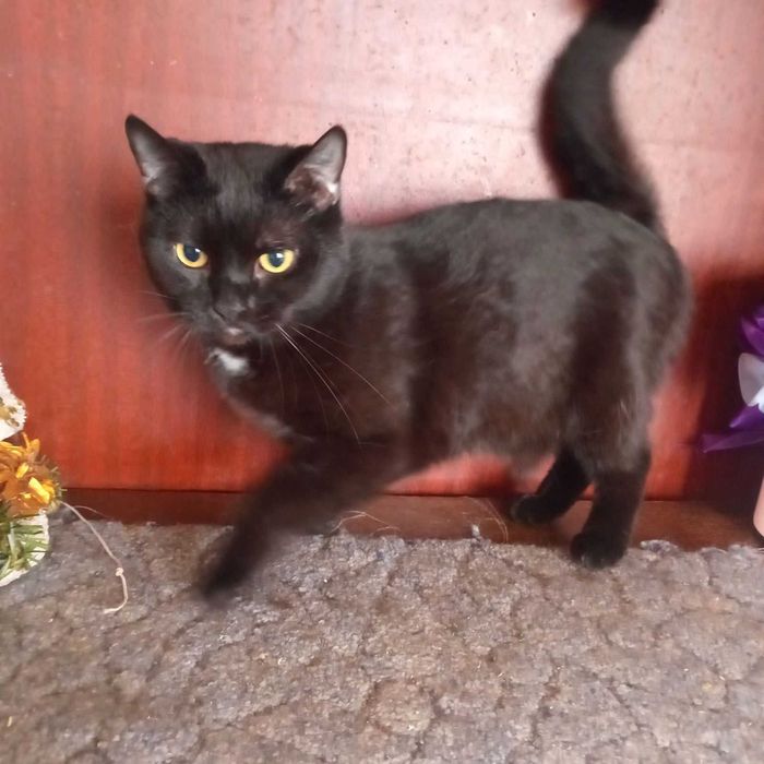 кіт кішка кошенята