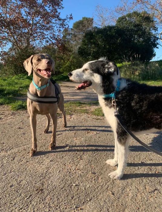 Dog walking/ Pet sitting/ Estadia e Creche familiar