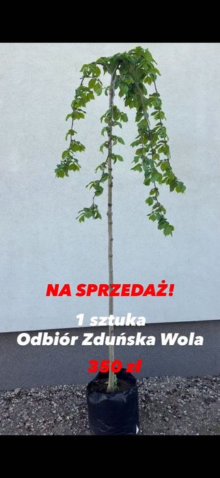Drzewka ozdobne Idealne do ogrodu , Import drzewek