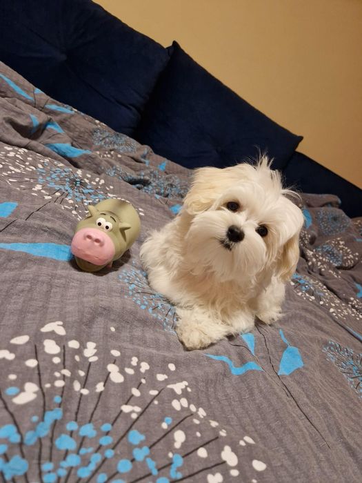 Maltańczyk szczenie