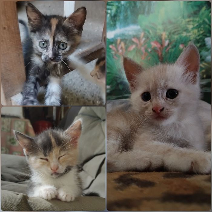 Котята в добрые руки