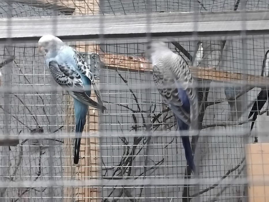 Vendo ou troco por outra aves