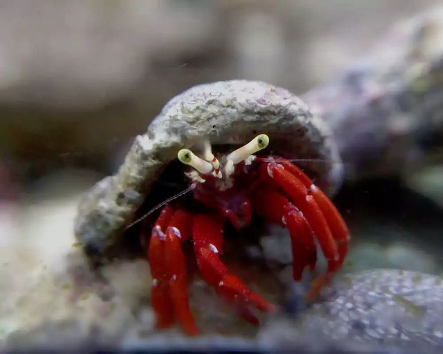 Paguristes cadenati - Red hermit crab - Krab czerwononogi