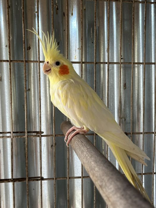 Caturro amarelo macho 2024