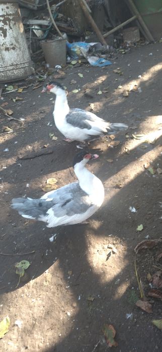 Блакитноплечі індокачки, інкубаційні яйця