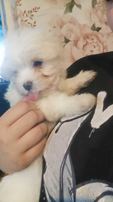 Szczenięta maltańczyk