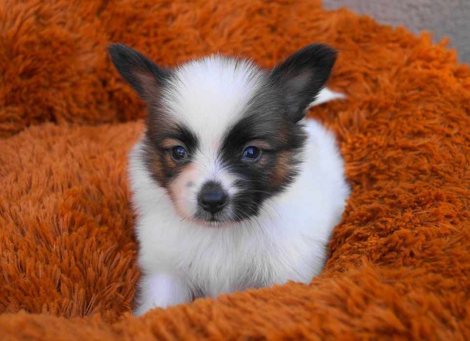 папильон мальчик