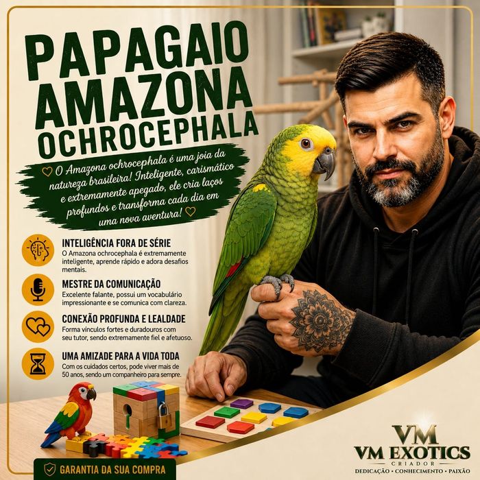 Papagaios amazonas ochrocephala