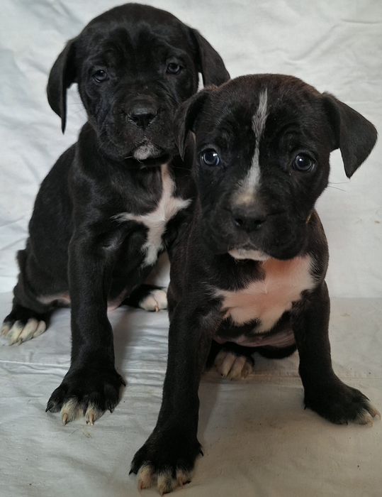 Продам цуценят кане корсо