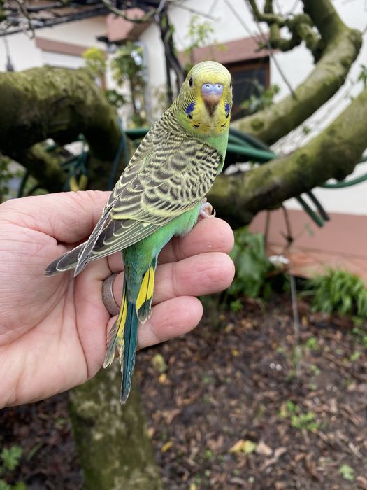 Periquito domesticado - baixa de preço