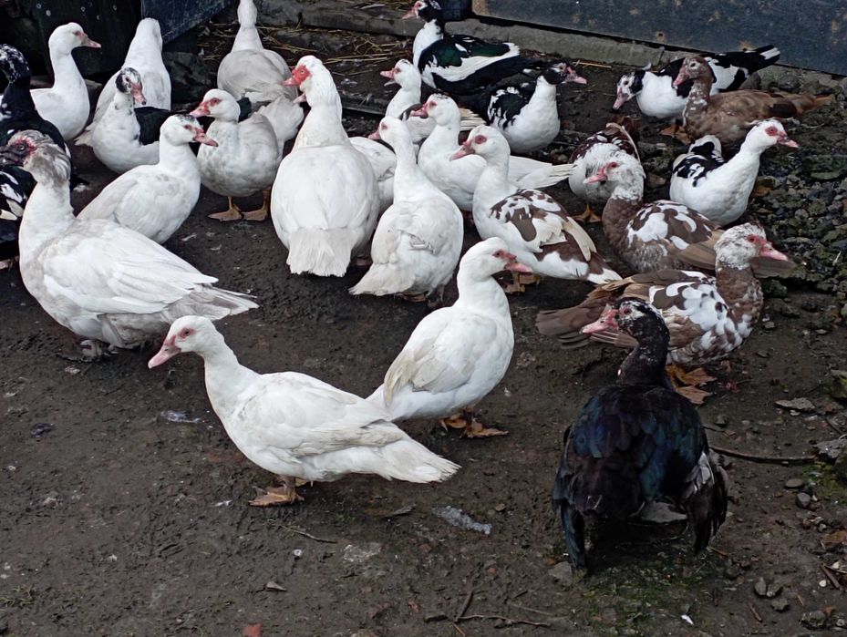 Mix Młodych : Kaczorów/Kaczek z WIOSNY 2025 r. Do Uboju /Chów