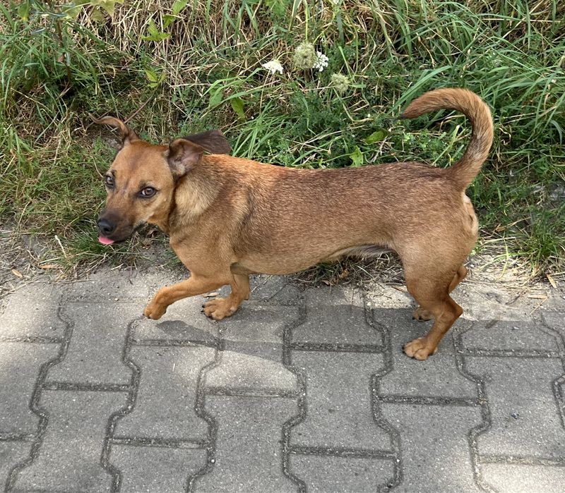 Kochana sunia Zumba szuka domku