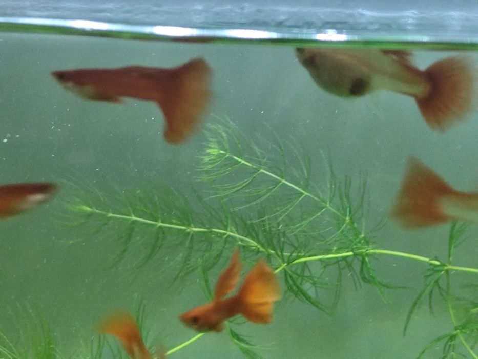 Guppys  Full Red Albinos