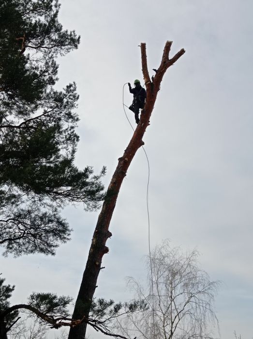 Спил ,ВИДАЛЕННЯ!Проблемних, Великих, Аварійних дерев!!!Арборист.