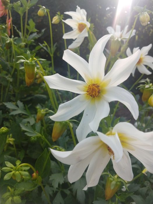 Nasiona dalii niskich 20 sztuk