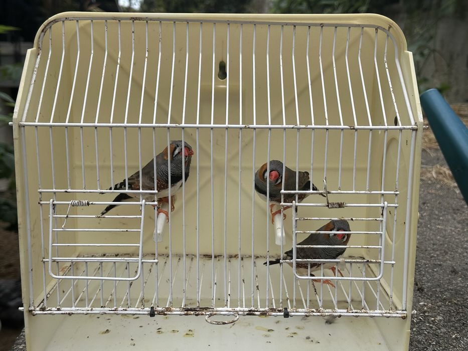 Mandarins de exposição