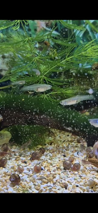 Ovos (cistos) de artémia por eclodir / eclodidos