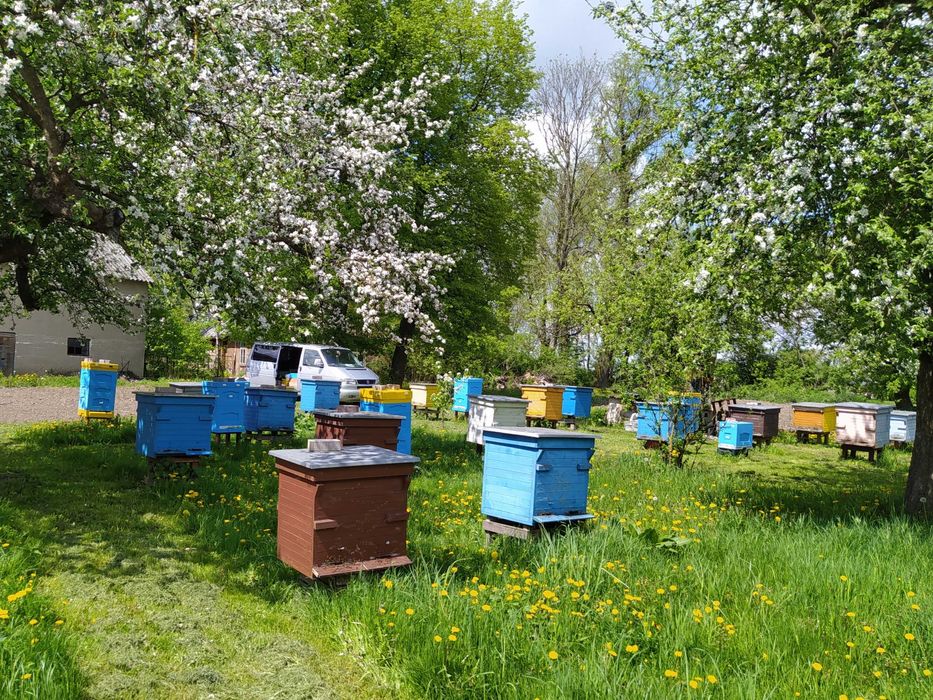 Miód Mniszkowy stały 1,2kg (0,9L)