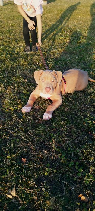 American Bully XL