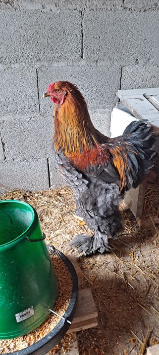 Ovos Galados Brahma Perdiz – Alta Fertilidade – Linhagem Gigante