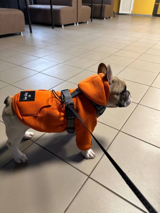 Яскраве худі для собачки на осінь