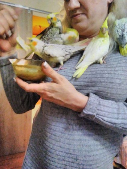 Papugi ręcznie karmione