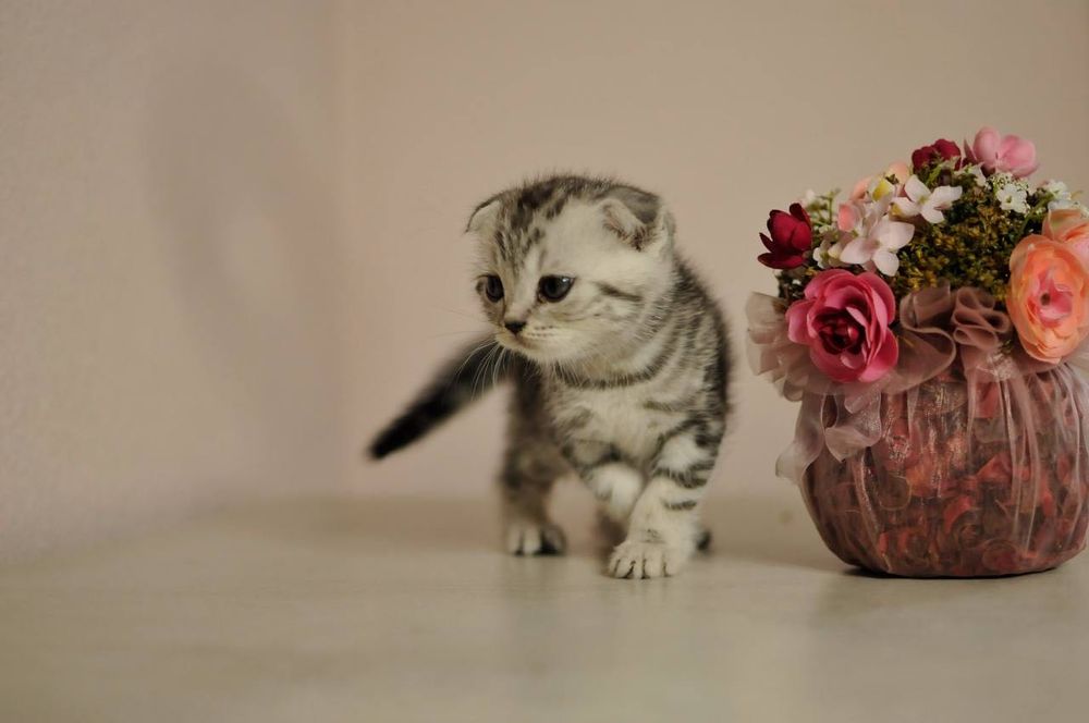 Шотландські кошенята