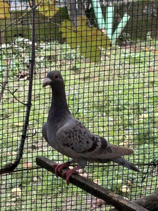 Casais - pombos correios linha antiga
