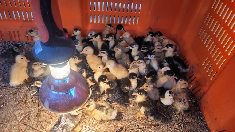 Kaczki,  Pekin, mulardy, 1- 2tyg