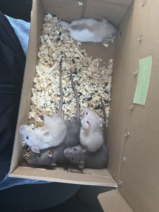 Продам срочно маленьких крысенят!!!
